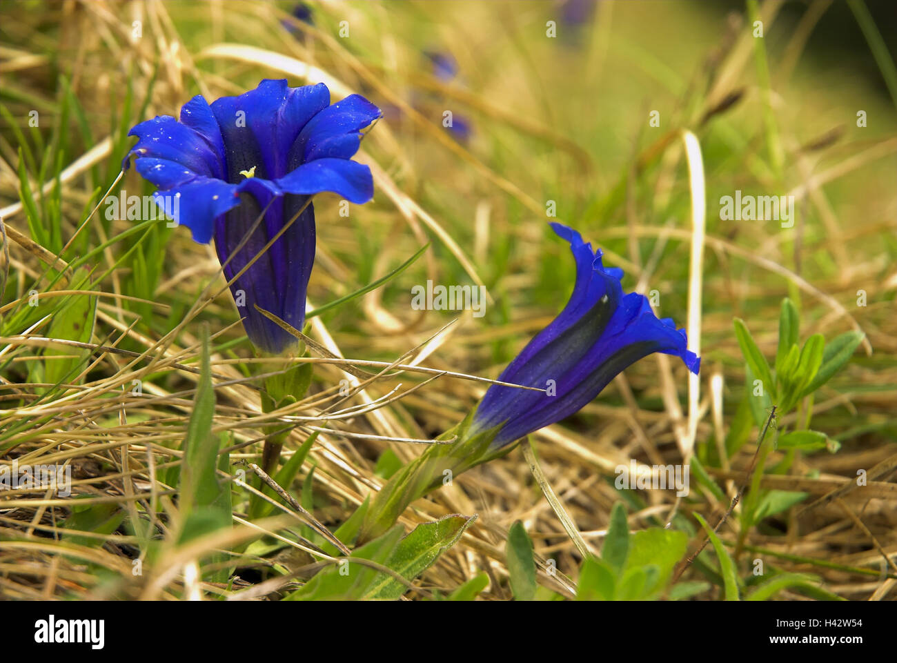 La genziana, fioriture, Stefanova, parco nazionale "ala Fatra', provincia Zilina, Slovacchia, Foto Stock