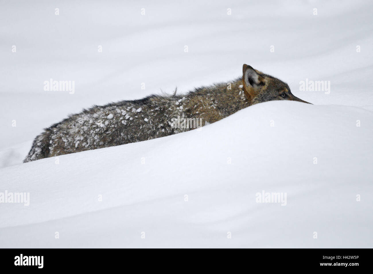 Lupo, Canis lupus, inverno, neve Foto Stock