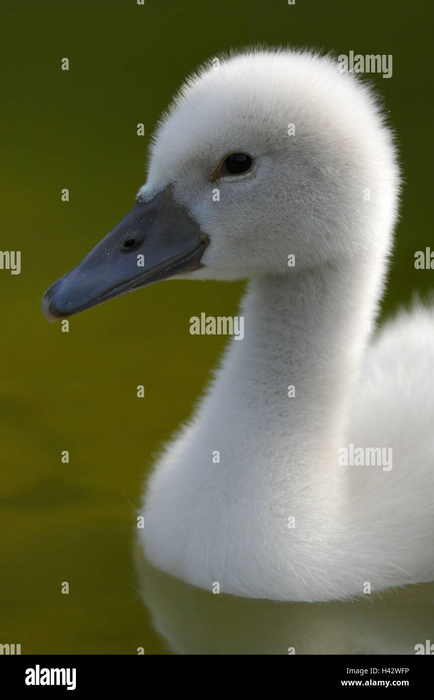 Gobba swan, Cygnus olor, pulcini, Foto Stock