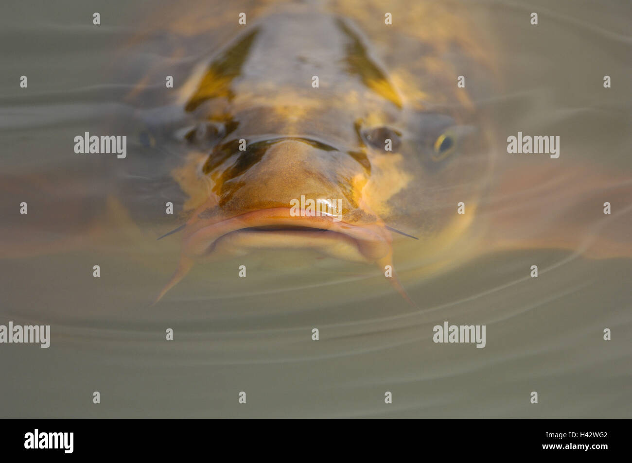 Le carpe, Cyprinus carpio, Foto Stock