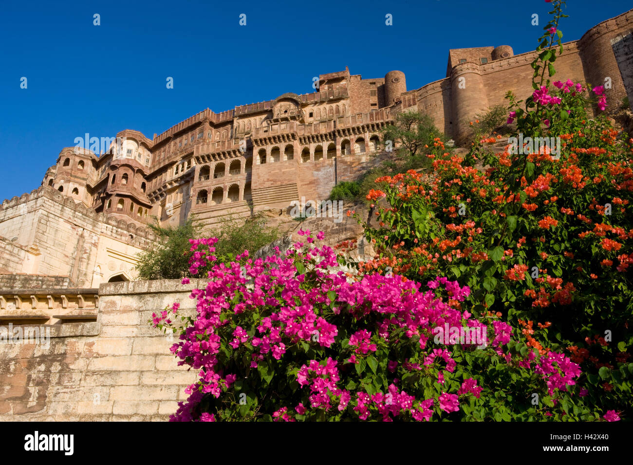 India Rajasthan, Jodhpur, Meherangarh, fortezza comlex, dettaglio bougainvillaea, blossom, Foto Stock
