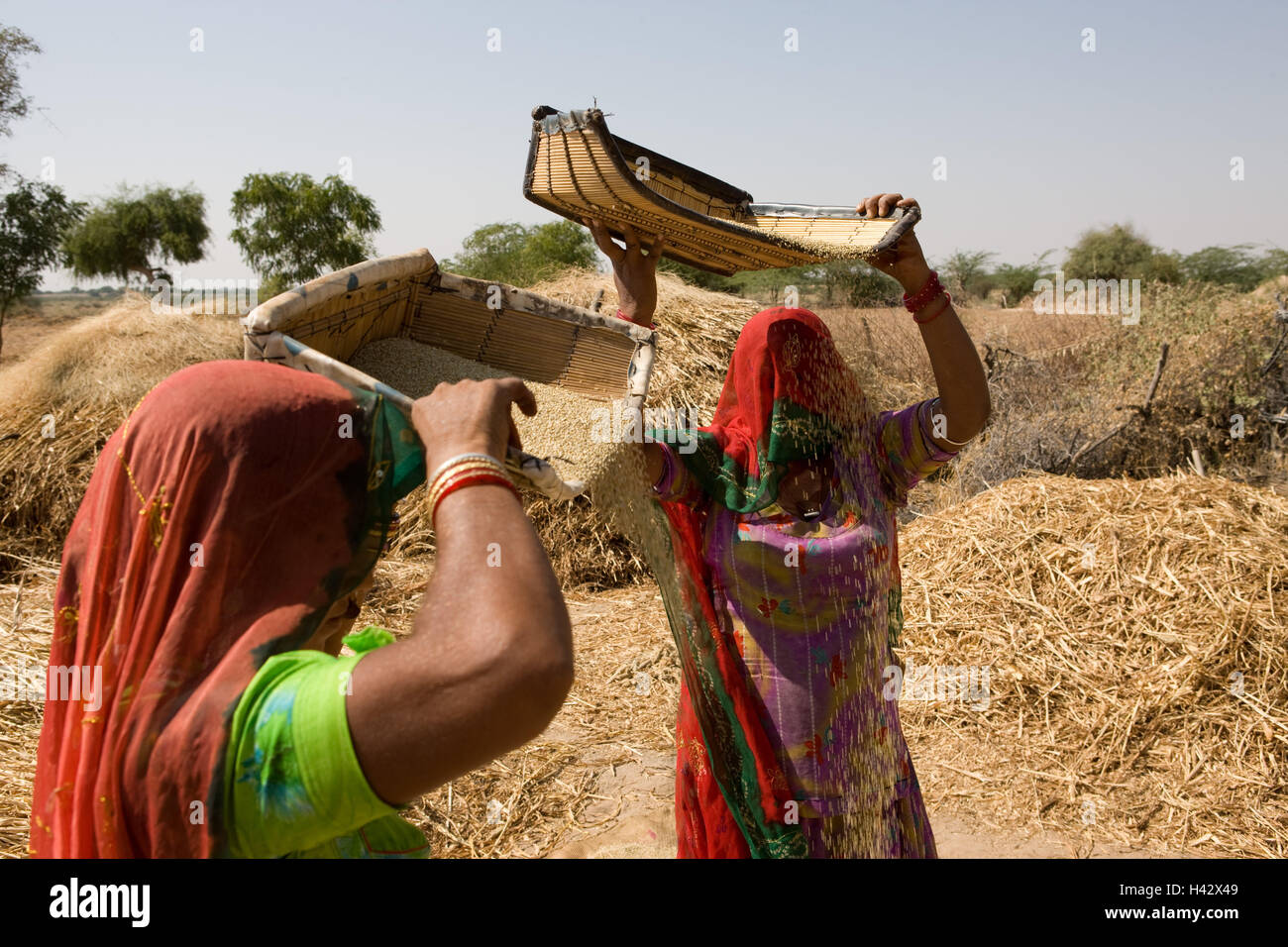 India Rajasthan, vicino Luni, tribù Bisnoi, donne saris, ceste, separazione, miglio Granella, pula nessun modello di rilascio, Foto Stock
