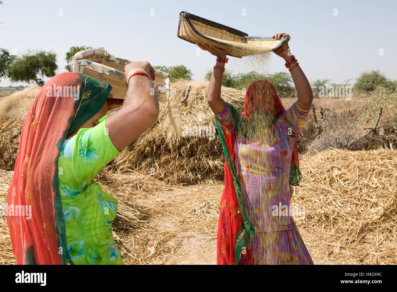 India Rajasthan, vicino Luni, tribù Bisnoi, donne saris, ceste, separazione, miglio Granella, pula nessun modello di rilascio, Foto Stock