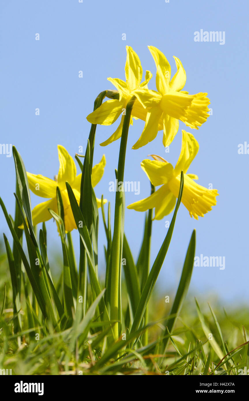 Giardino, giallo narcisi, Narcissus pseudonarcissus, Foto Stock