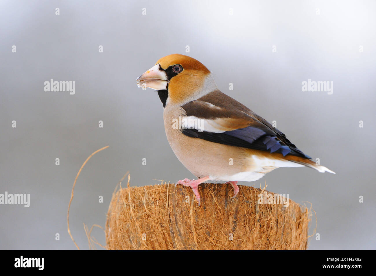 Hawfinch, Coccothraustes coccothraustes, alimentazione di massa, noce di cocco, inverno, Foto Stock