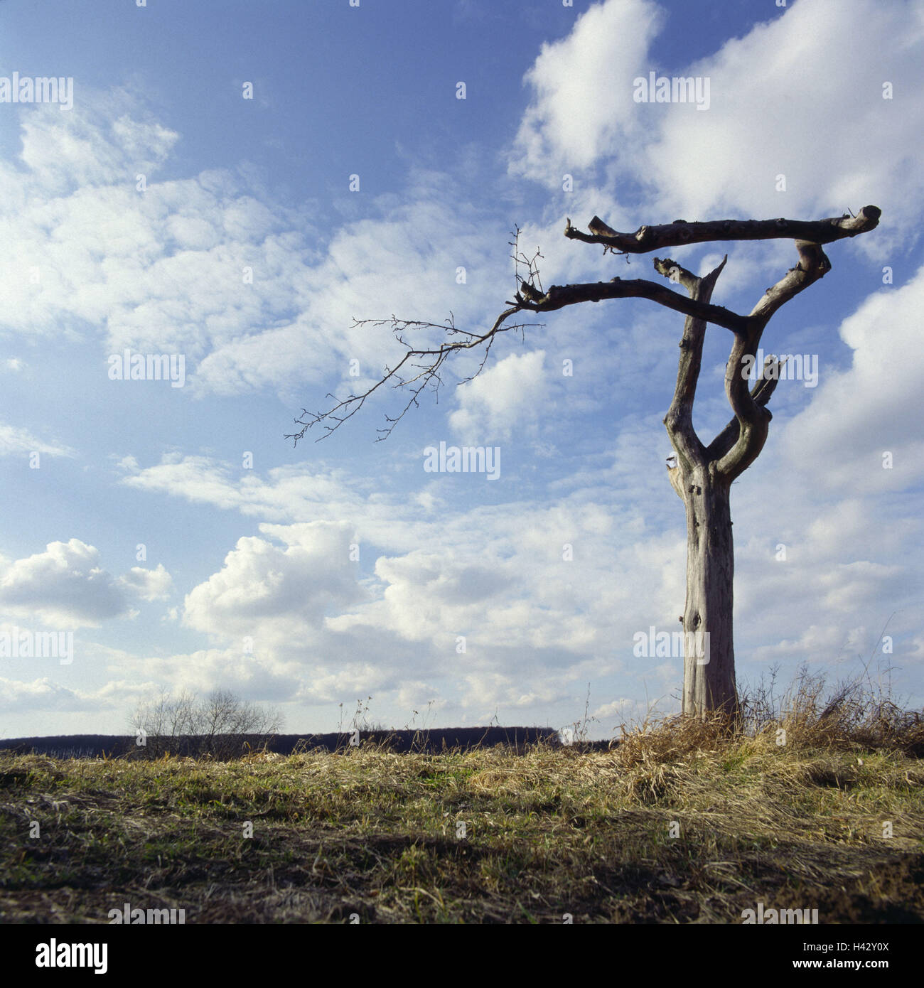Paesaggio, albero, calvo, periti, cielo molto nuvoloso Foto Stock