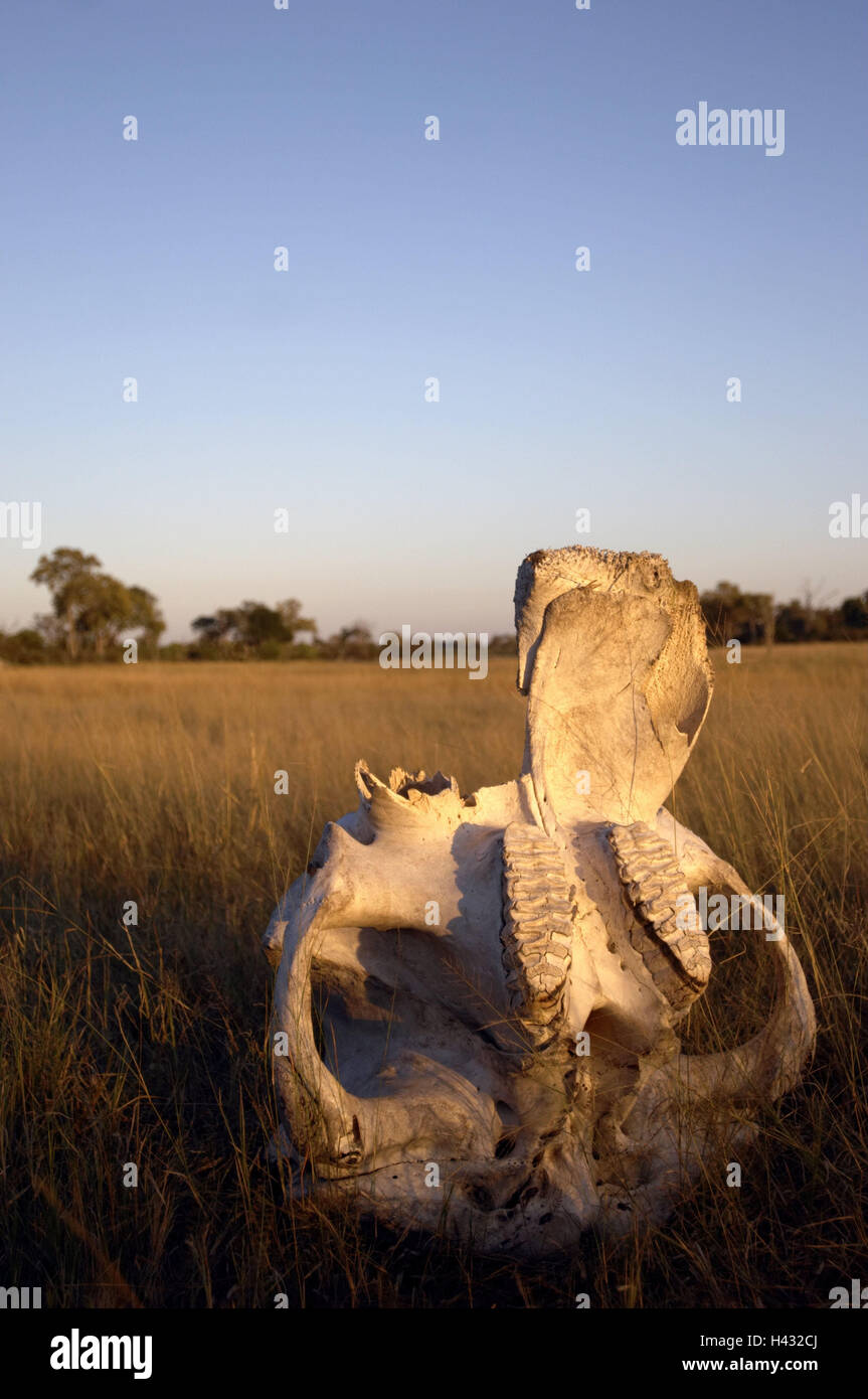 Il Botswana, Okavango Delta, scenario, lo scheletro di animale, il sole del mattino, Africa, natura, steppa, erba, lo scheletro osseo, avanzi, animale, rimane, icona, safari, esperienza viaggi, deserto viaggi e avventure, Atmosfera mattutina, deserte, di riposo e di silenzio, lon Foto Stock