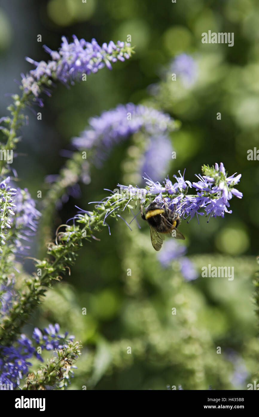 Speedwell, fiori, Bumble Bee, Bombus spp., Nectar, raccolta Foto Stock