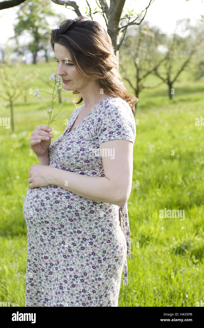 Prato, donna, giovane, in gravidanza, odore fiore, premurosamente, estate, Foto Stock