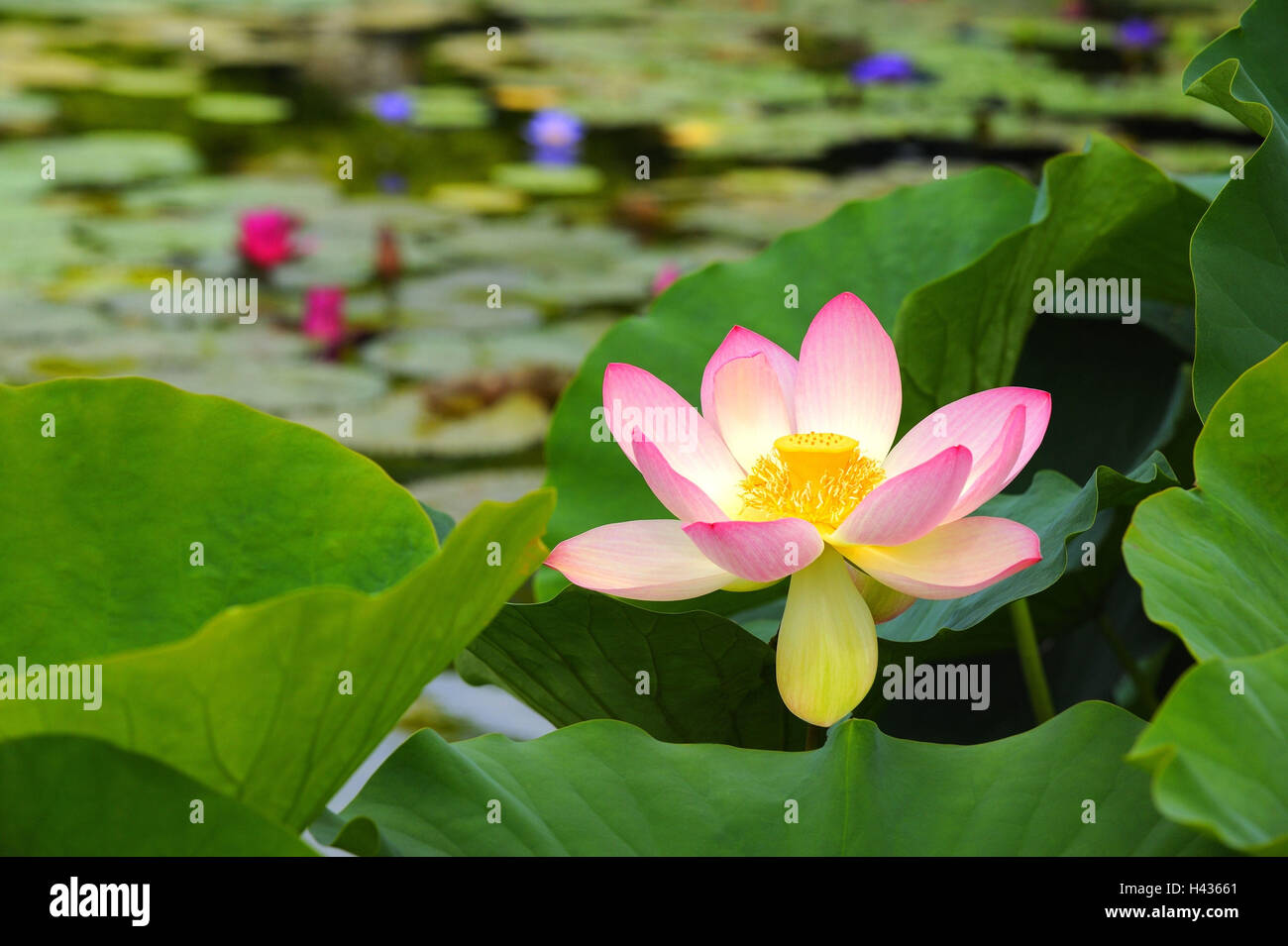 Indian fiore di loto Nelumbo nucifera, Foto Stock