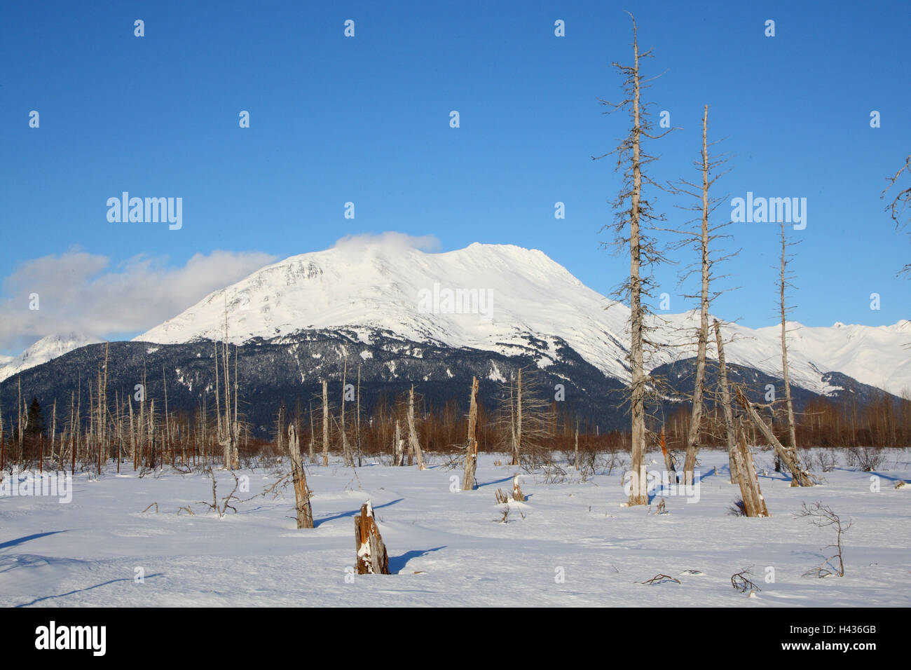 In inverno, il paesaggio, alberi, mortale, Kenai, Alaska, Foto Stock