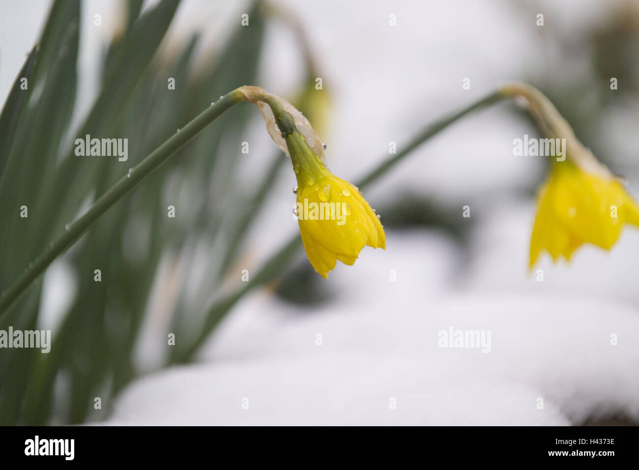 Narcisi, narcisi, fiorisce, neve, narcisi, amaryllis piante, Amaryllidaceae, fiori, piante ornamentali, fiori recisi, fiori di primavera, tossico, fiori da giardino, giallo, piante, sfocatura, Foto Stock