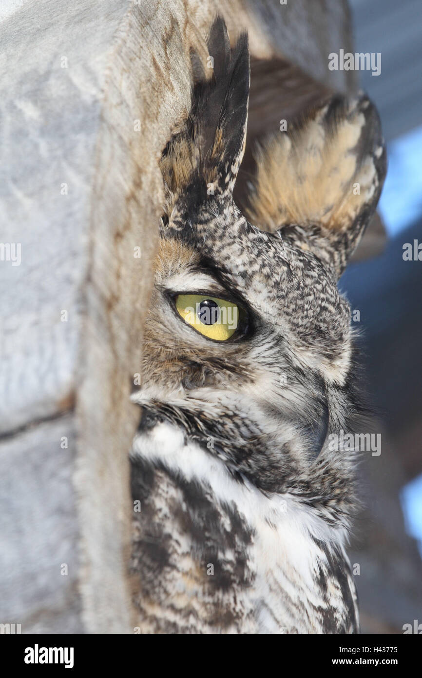 American Eagle owl, medium close-up, Foto Stock