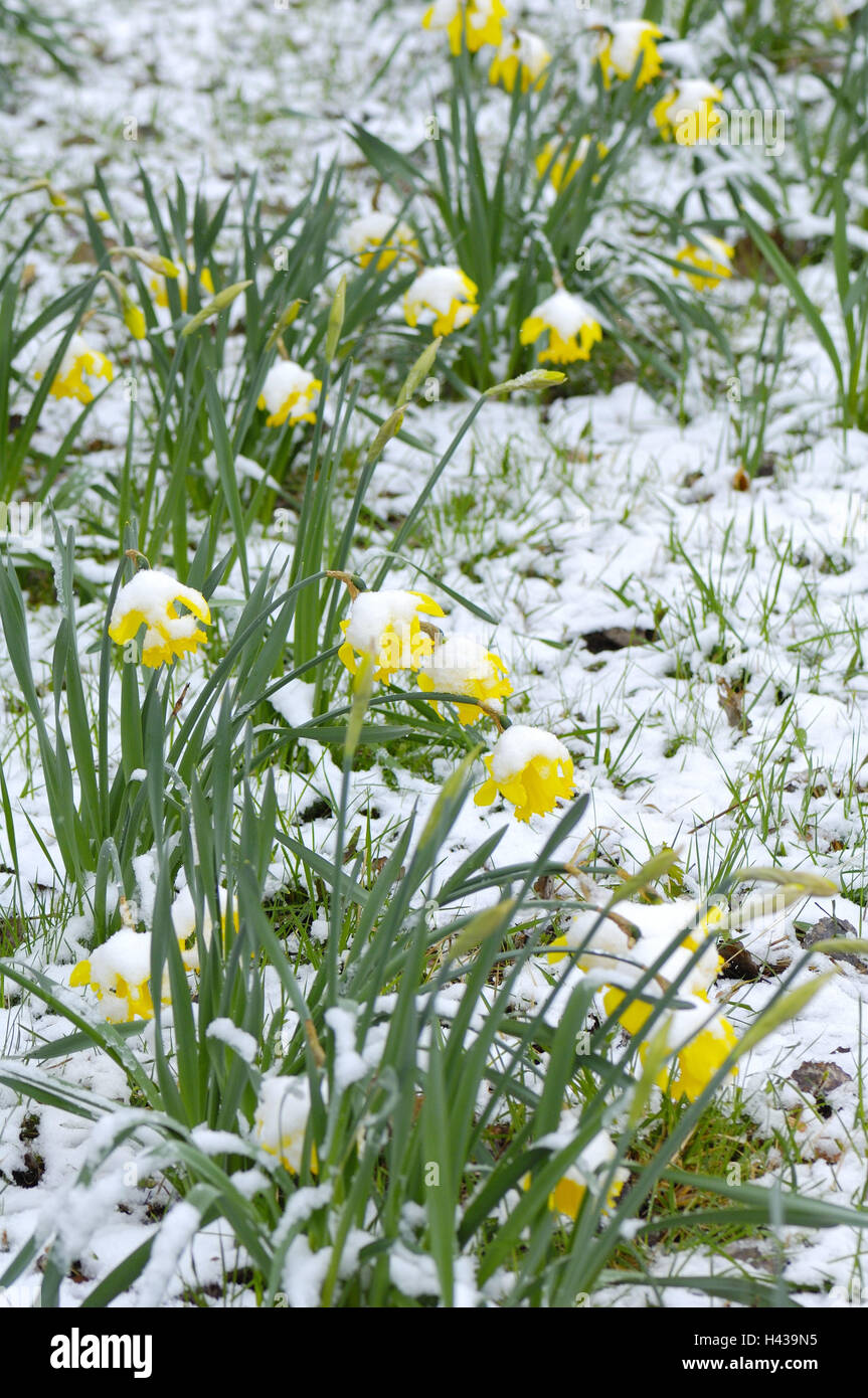 Prato, narcisi, coperta di neve, Foto Stock