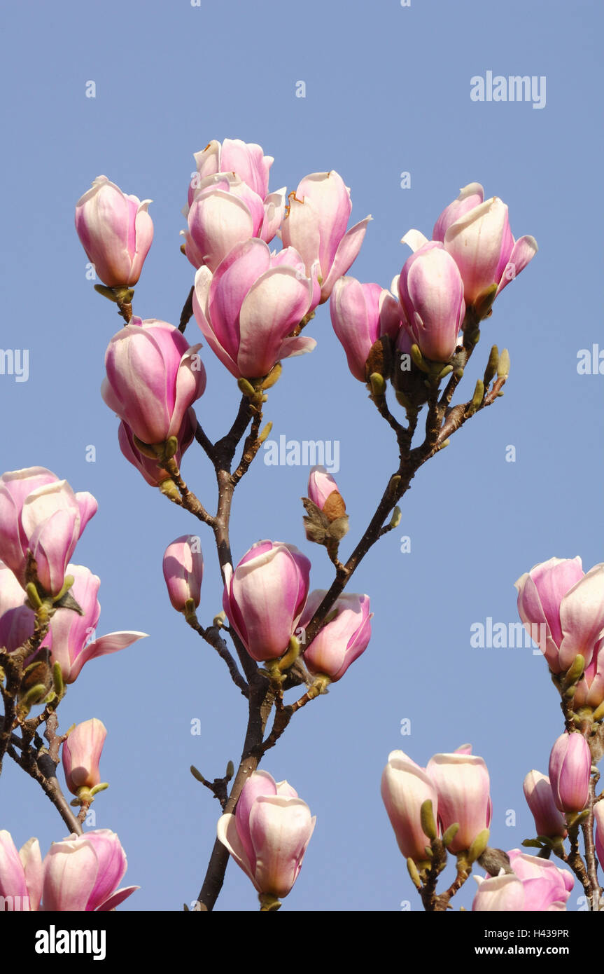 Tulip magnolia, Magnolia soulangeana x, fiorisce, dettaglio Foto Stock