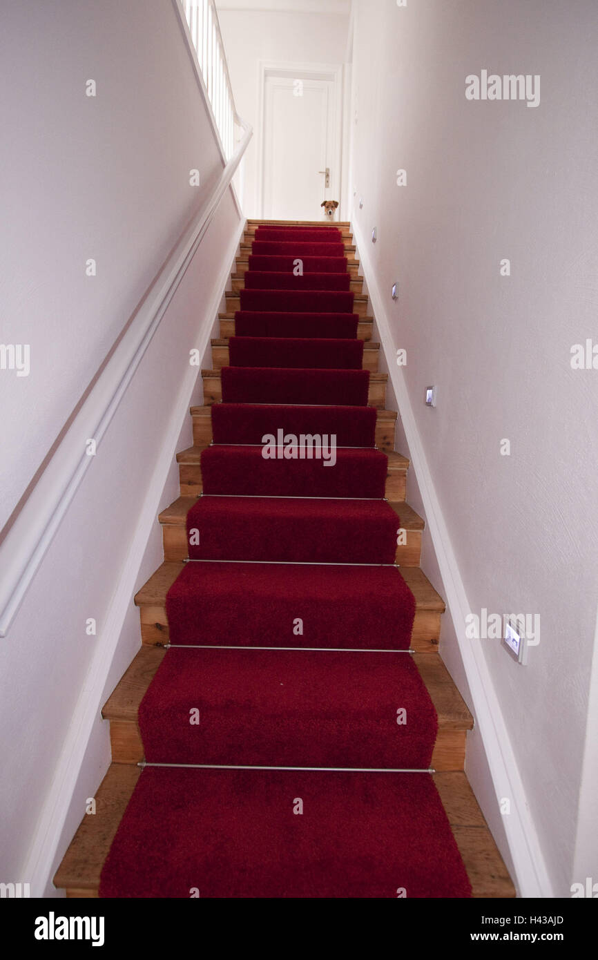 Salendo le scale, strettamente attendere, cane, scale, runner, rosso, velluto, input, lievitazione, animale, pet, cane di razza, sportello chiuso, Foto Stock