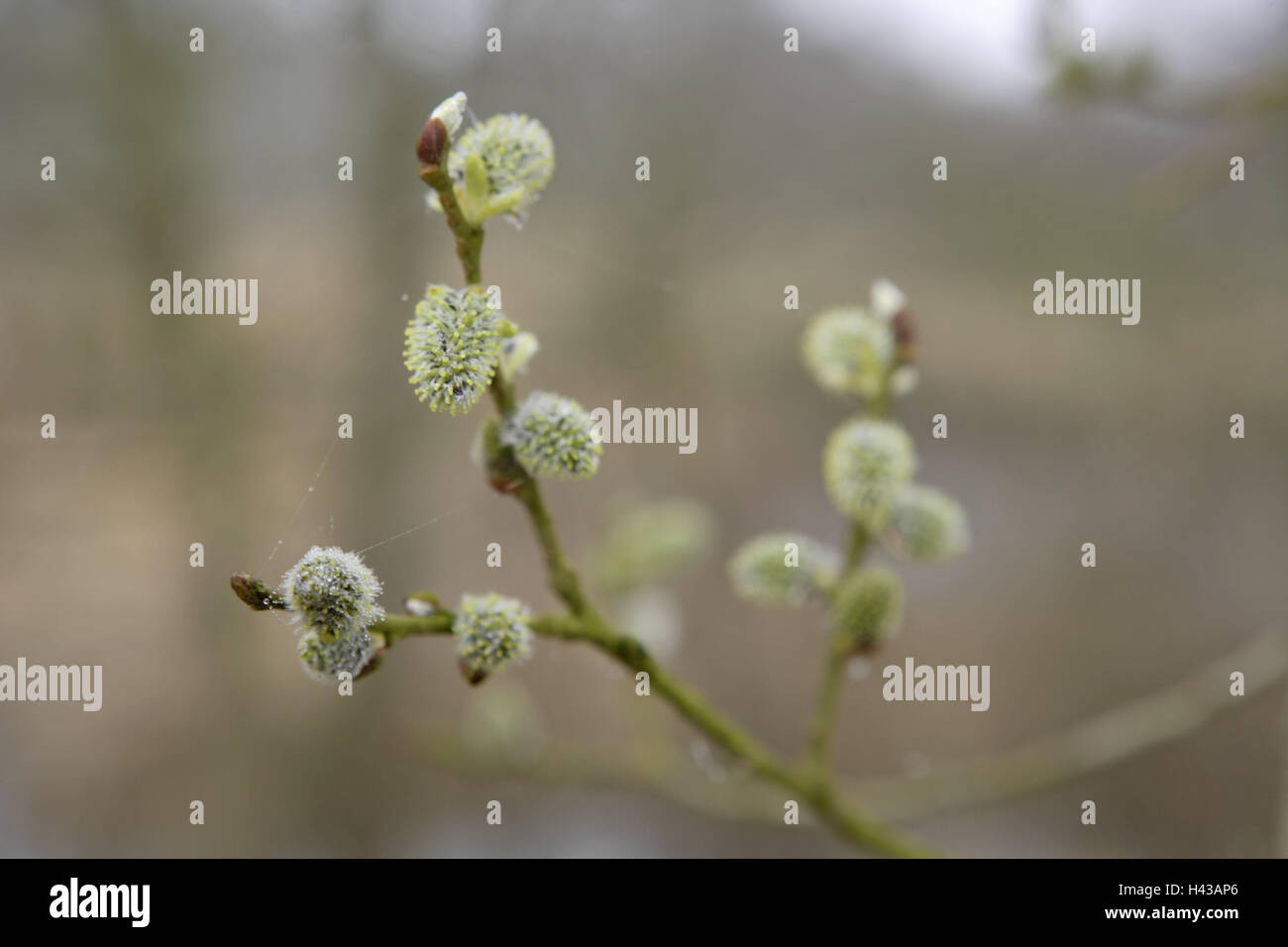 Amenti, filetti di filatura, medium close-up, Willow Tree, Willow famiglia, dettaglio, ramo, gemme, blossom, crescita, rete di filatura, dewdrop, natura, vegetali, Foto Stock