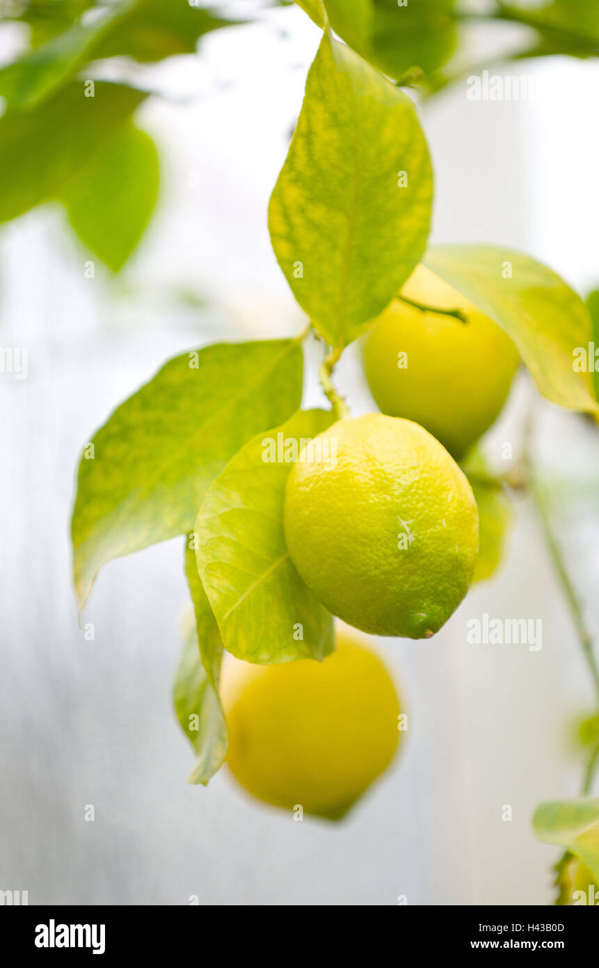Lemon Tree, dettaglio, frutti, Foto Stock