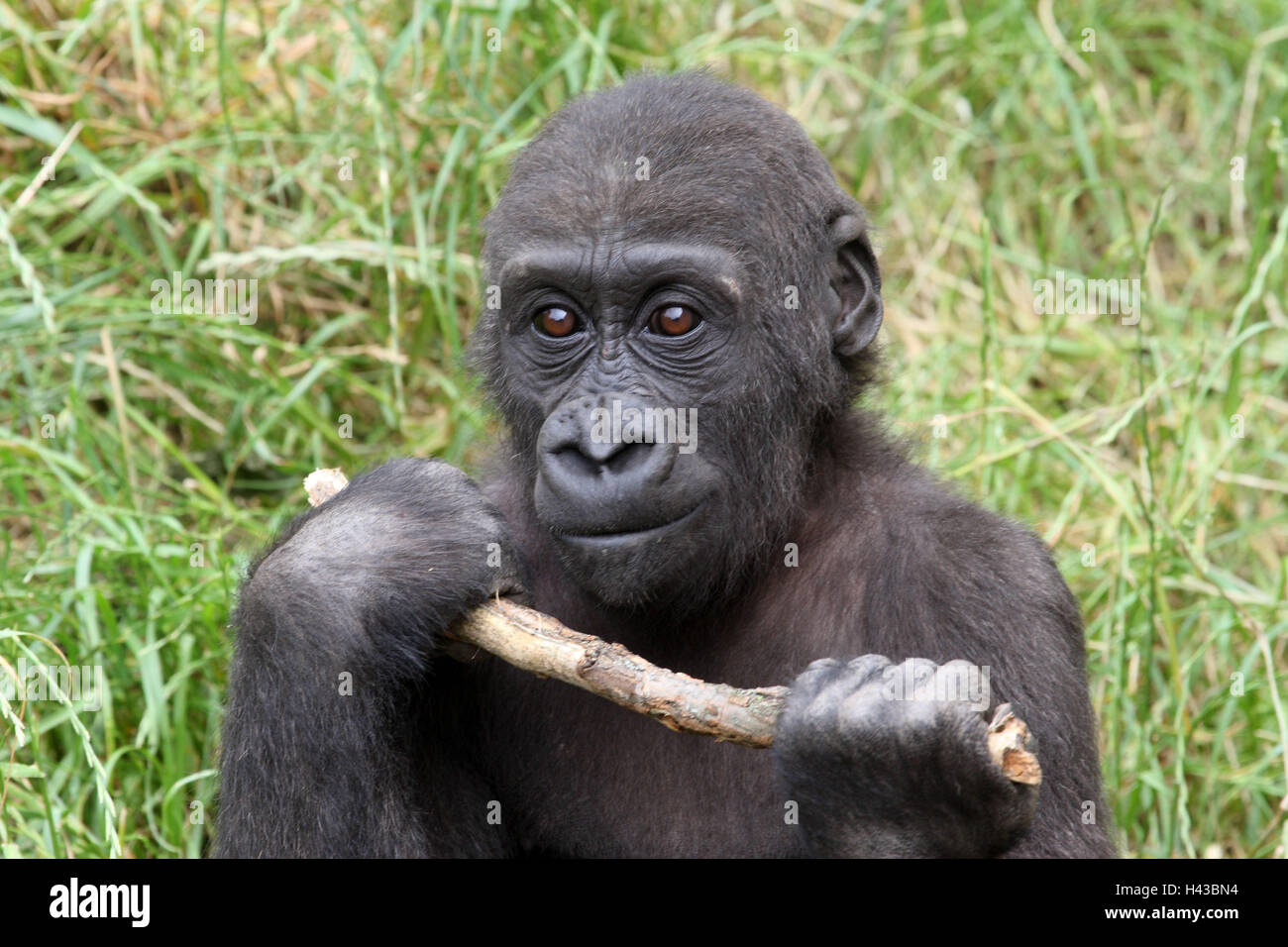 Pianura gorilla giovane animale, pavimento, attesa, ritratto, Foto Stock