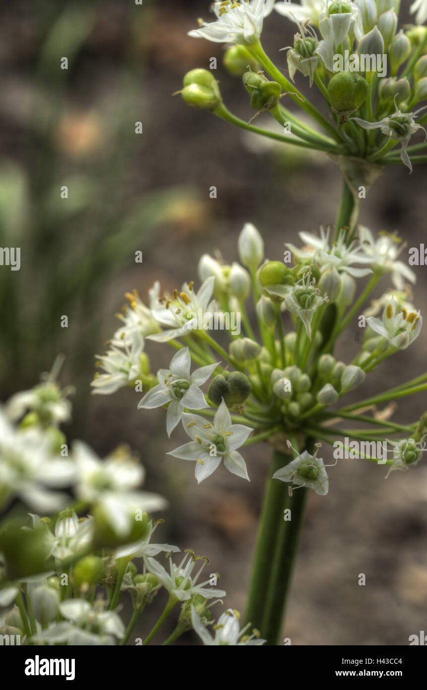 Aglio erba cipollina, blossom, medium close-up, Allium, porro tipi, porro, modifica di aglio, Knolau, aglio, fiorisce, bianco, spezia culinaria, spezie e verdure, Foto Stock