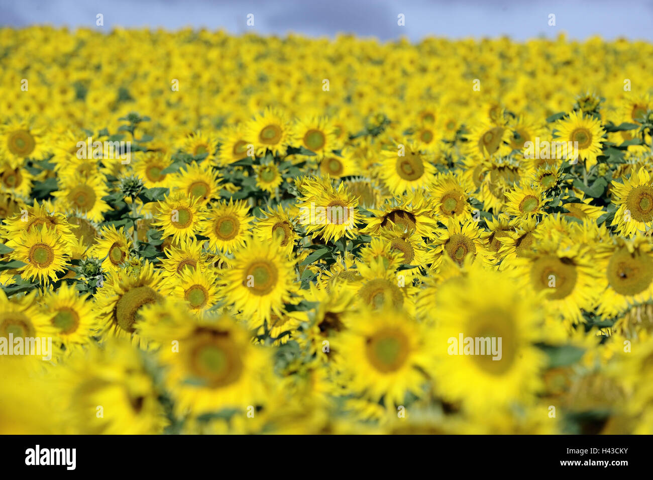 Campo di girasole, piante, campo di girasoli, fiori, fiori di girasole giallo, lucentezza, estiva, la coltivazione, l'agricoltura, estate, Germania, Baden-Württemberg, Foto Stock