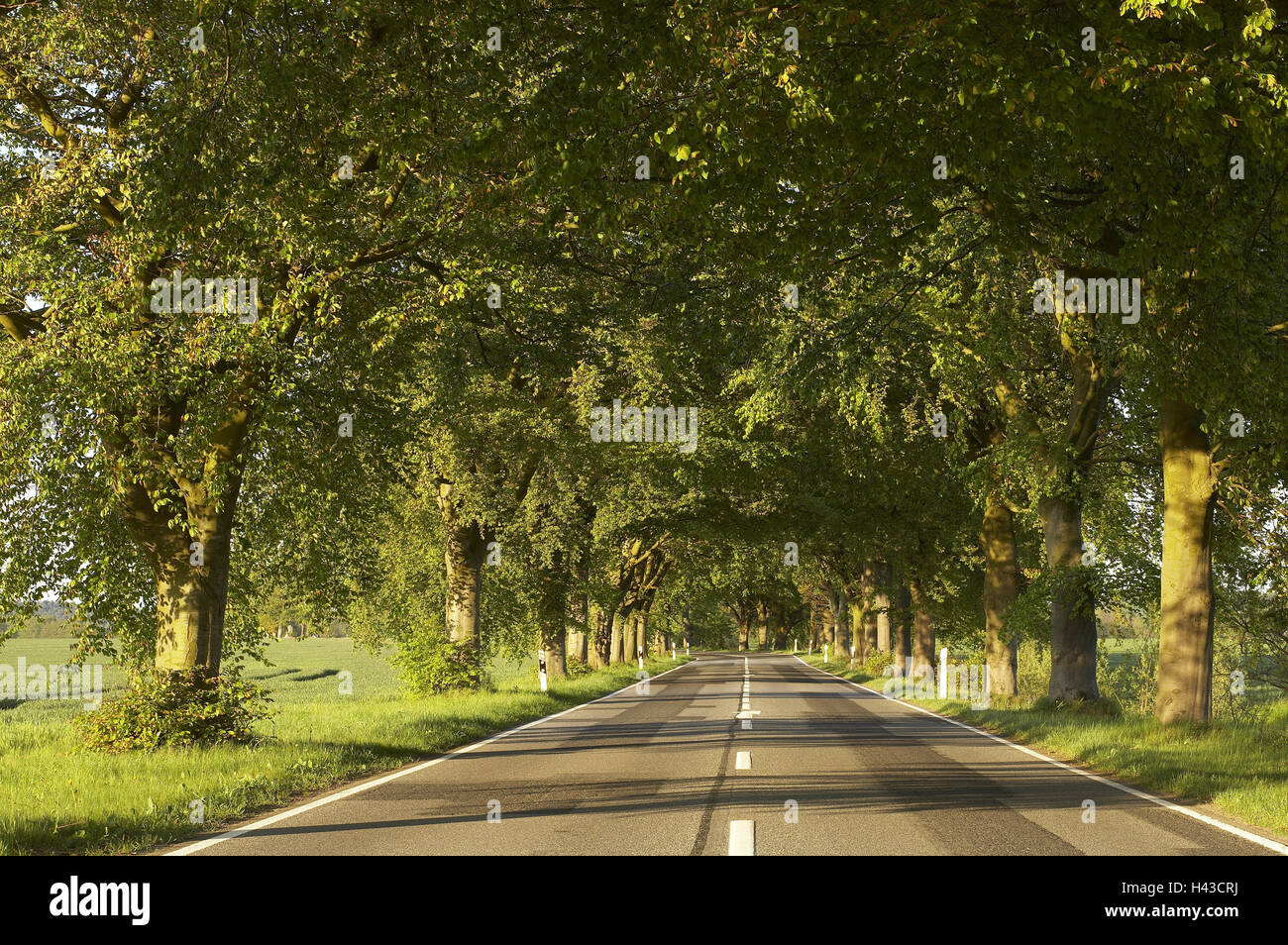 Germania, Meclemburgo-Pomerania occidentale, isola di Rügen, tree avenue, Foto Stock