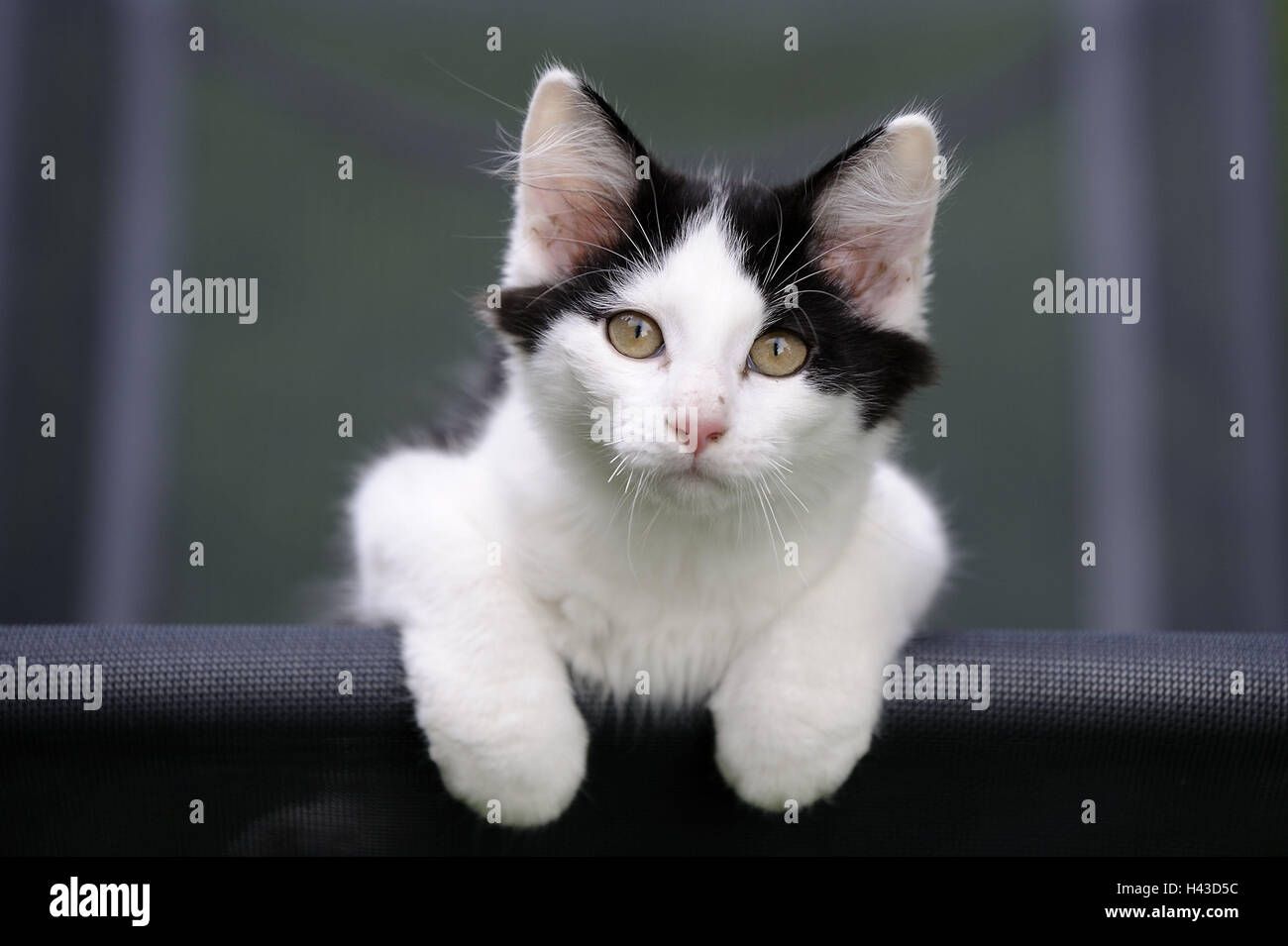 Sedia a sdraio, gatto, in bianco e nero, ritratto, animale mammifero, gatto di casa, pet, esterno, attenzione, Foto Stock
