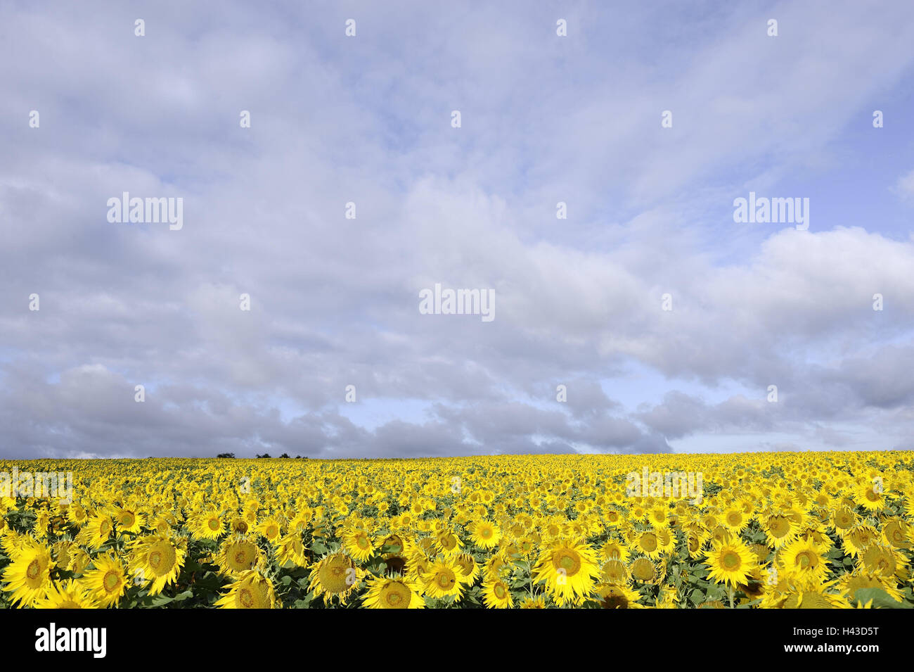 Campo di girasole, piante, campo di girasoli, fiori, fiori di girasole giallo, lucentezza, estiva, la coltivazione, l'agricoltura, estate, Germania, Baden-Württemberg, cielo nuvoloso, Foto Stock