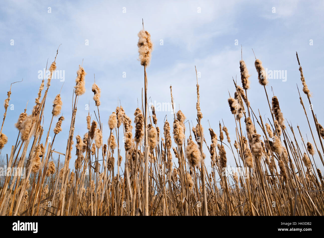 Comune di giunco (Typha latifolia), infructescence, Germania Foto Stock