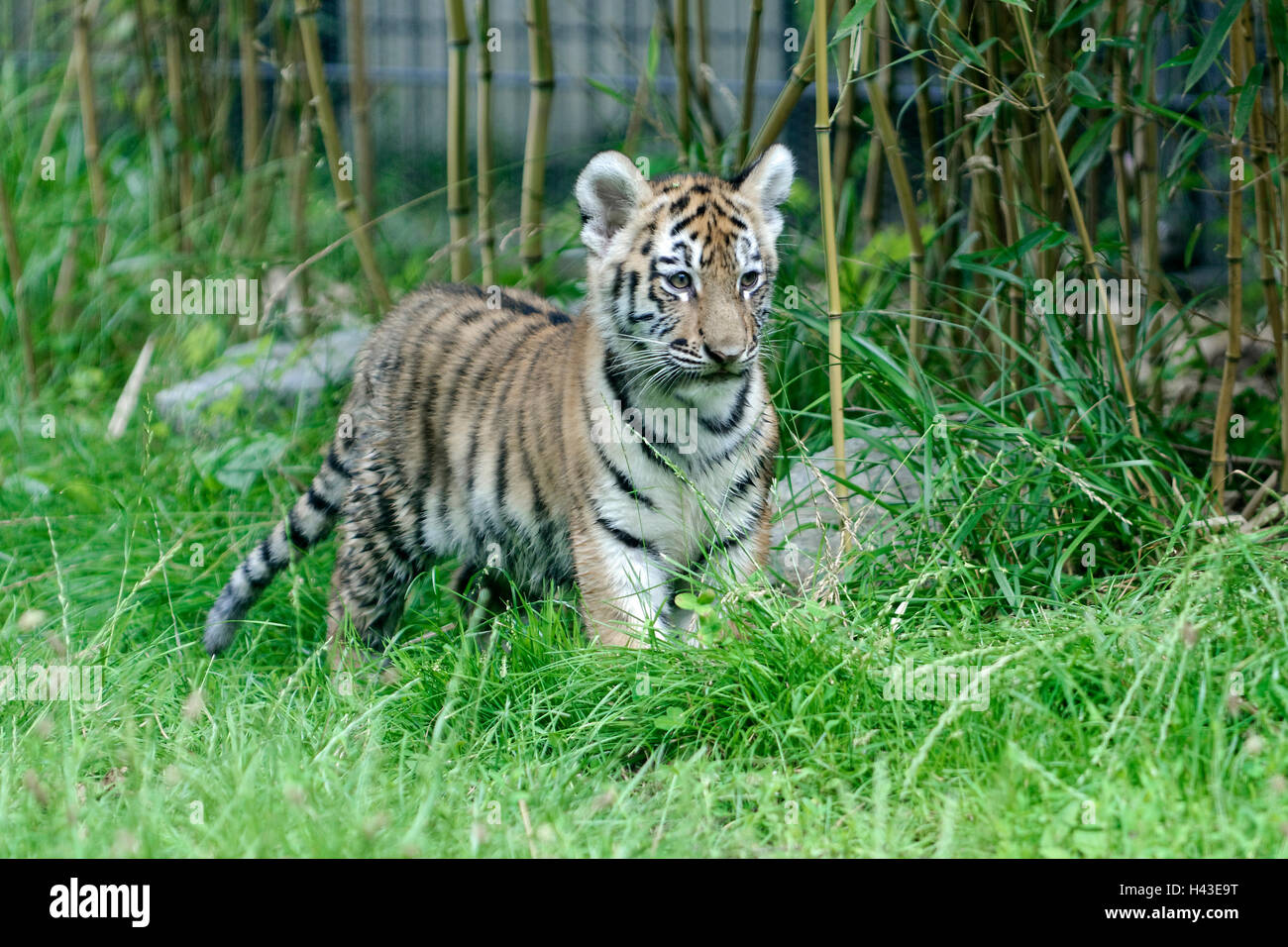 Tigre Siberiana, la tigre di Amur (Panthera tigris altaica), i capretti captive Foto Stock