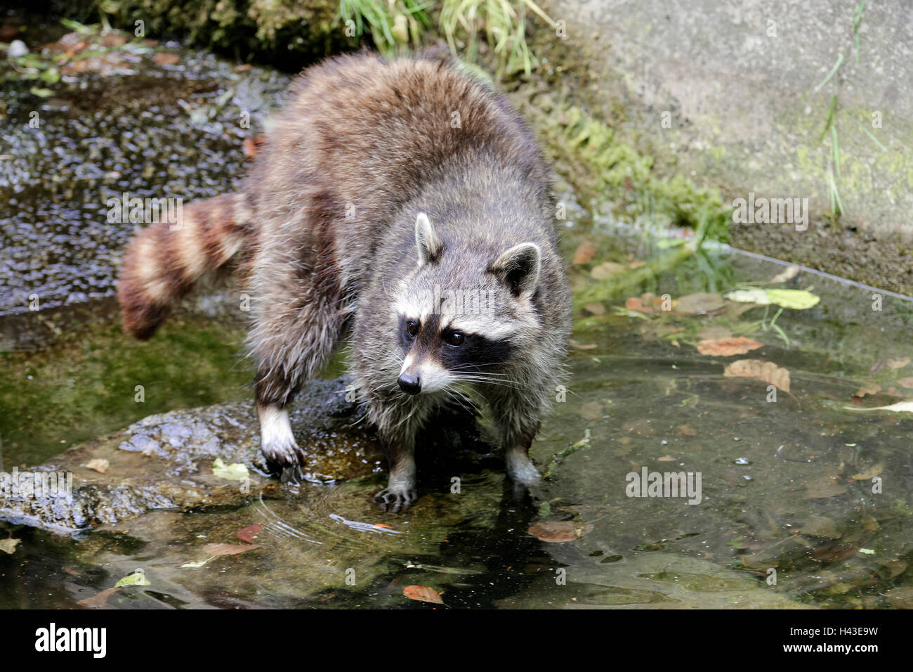 Raccoon (Procione lotor), captive, Baviera, Germania Foto Stock