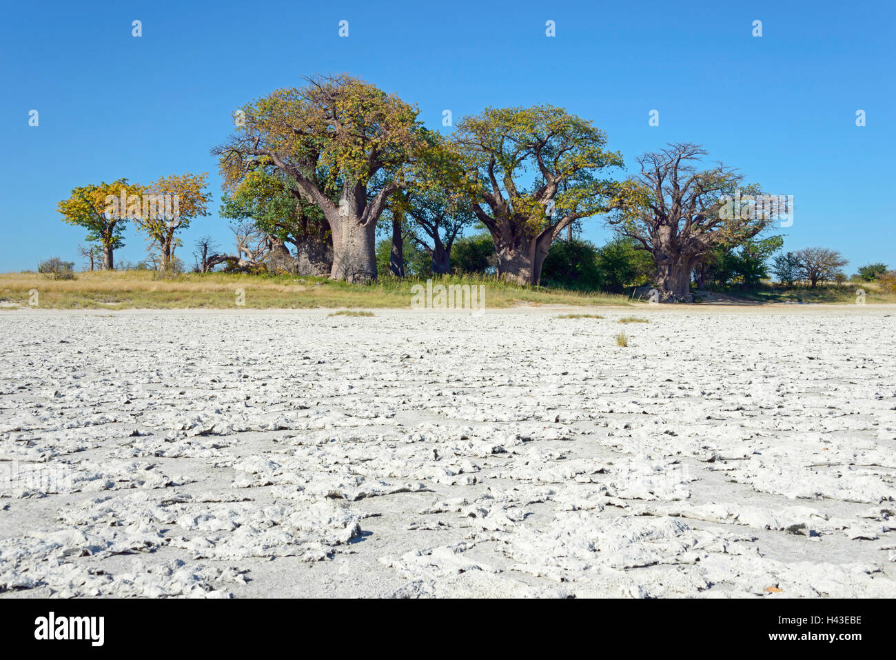 Vecchio baobab (Adansonia digitata) alberi, Baines baobab, salina davanti, Kudiakam Pan, Nxai Pan National Park, Botswana Foto Stock