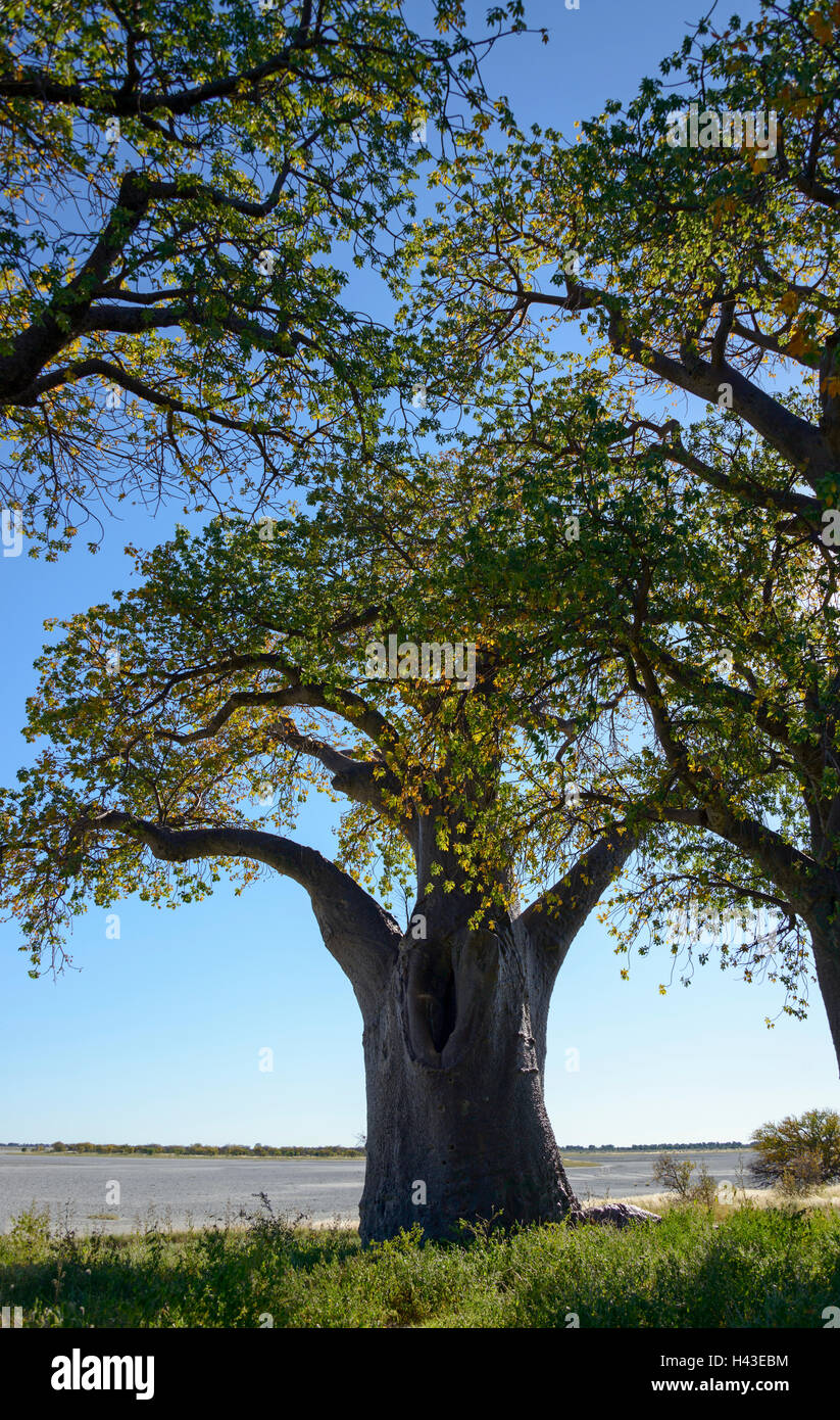 Vecchio baobab (Adansonia digitata) tree, Baines baobab, salina dietro, Kudiakam Pan, Nxai Pan National Park, Botswana Foto Stock