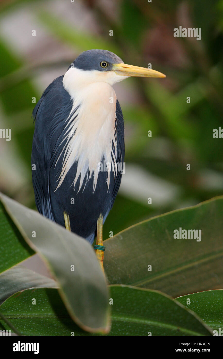 Gazza's aironi, foglie, sedersi, medium close-up, heron, Ardeidi, bird, Schreitvogel, animale selvatico, animale, piumaggio, grigio ardesia, grigio, bianco, Australia Foto Stock