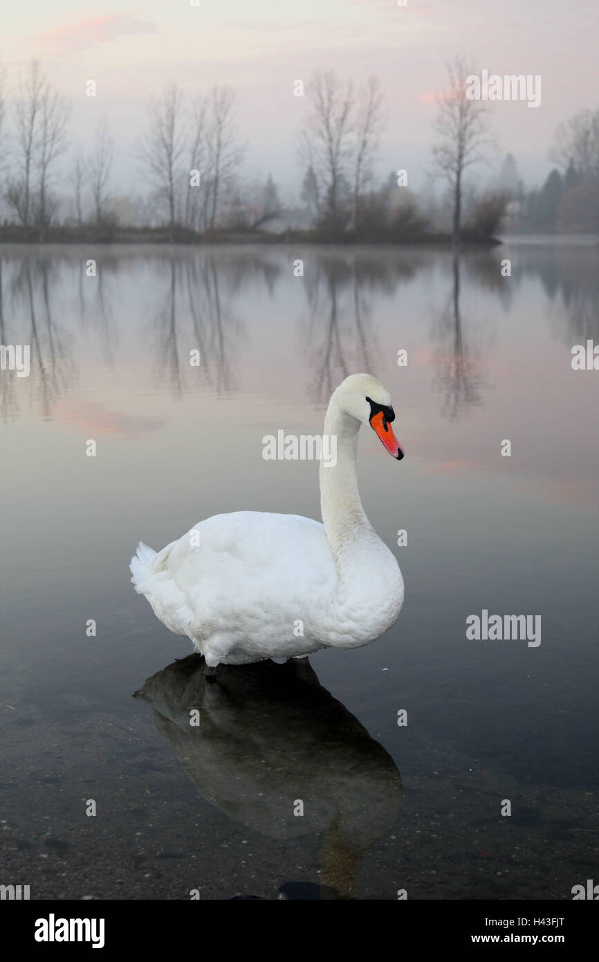 Gobba swan, Cygnus olor, acqua, autunno, sul fiume Reno, bird, swan, Germania, animale selvatico, Altrhein, animale, corpo intero, fascino, tetro, opaco, cloudily, Foto Stock