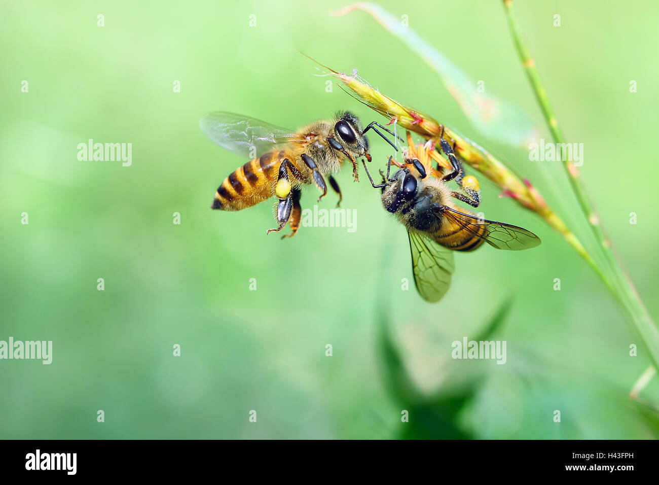 Due vespe su un impianto, Indonesia Foto Stock