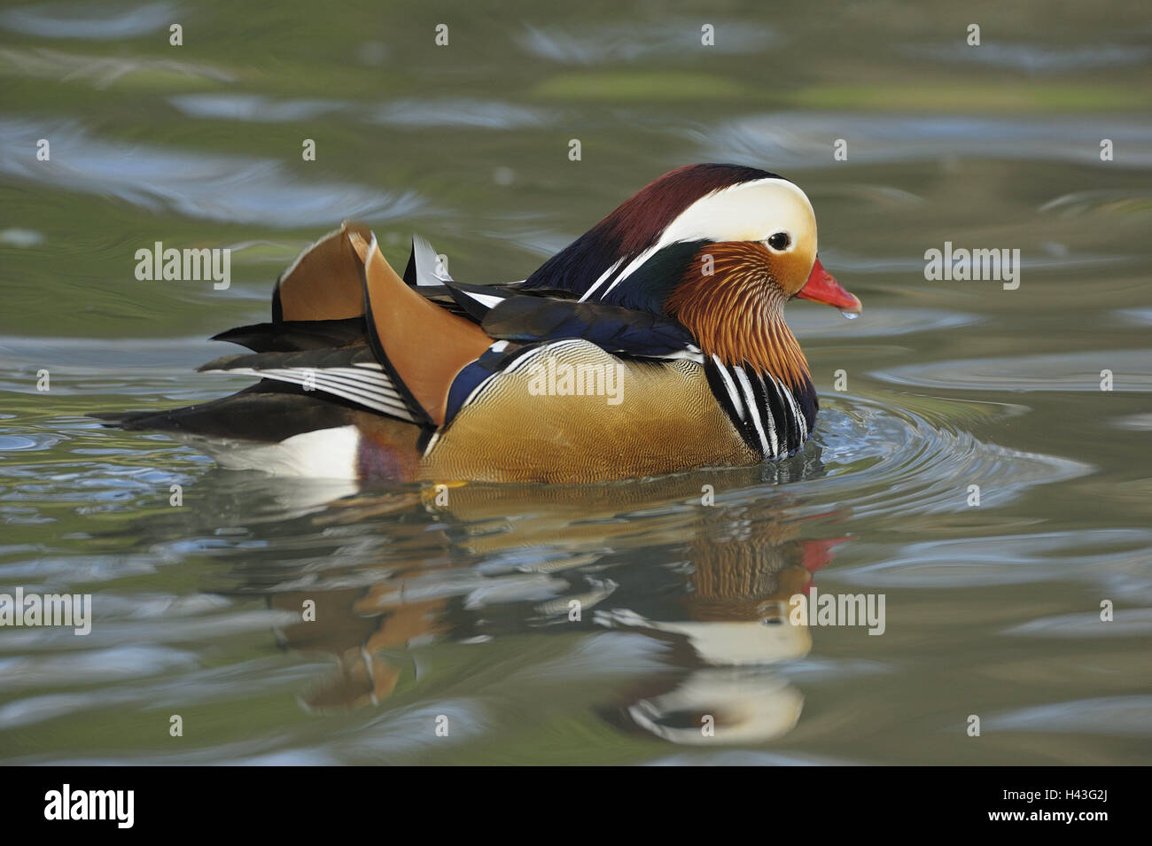 Anatra di mandarino, Aix galericulata, maschio, acqua, parco giochi, parco animale, acque, animali animali selvatici, uccelli, uccelli acquatici, oca uccelli, anatids, luminosità anatre, Asia del Sud Est Asiatico, nuoto anatre, anatre, drake, piccolo uomo, Manly, piumaggio, luminosamente, colorfully, mirabilmente, nuotare, della natura, della fauna selvatica, anteprima Foto Stock