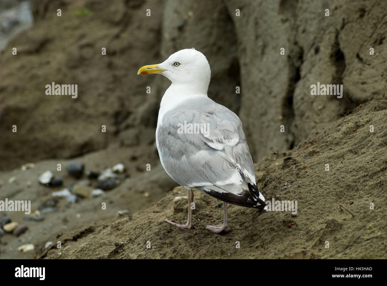 Gabbiano argento, Larus argentatus, bird, bird's tipo, il Mar Baltico, Germania, Darss, Ahrenshoop, Laridae, animale, becco, solo uccelli di mare, pesce paese, Meclemburgo-Pomerania occidentale, di gabbiano, corpo intero, Foto Stock