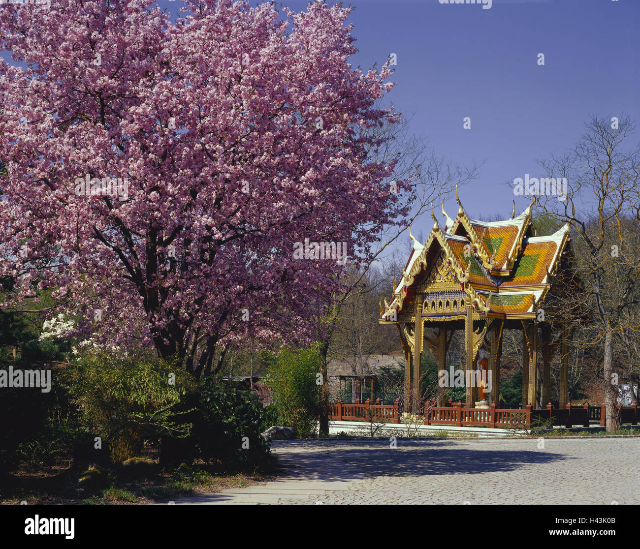 In Germania, in Baviera, Monaco di Baviera, west park, ciliegi, blossom, tempio thailandese, Germania meridionale, bavaresi, città, park, parco, zona ricreativa, fuori, deserte, alberi, piante, stagione primavera, fiore di ciliegio, periodo bloom, tempio, Thaitempel, edificio, asiatici, Foto Stock