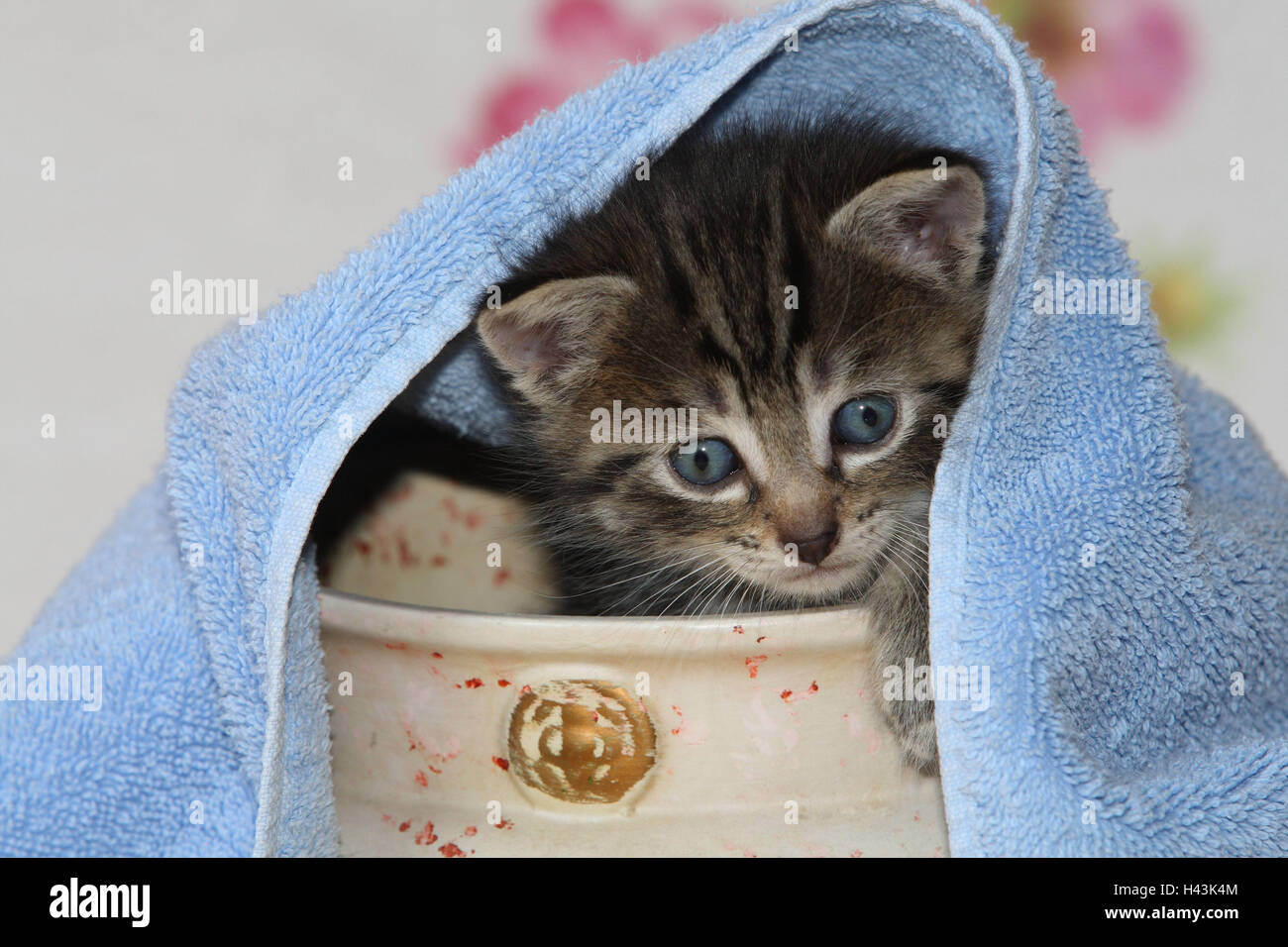 Pot, cat, giovane, herauskrabbeln, asciugamano, bed, animali mammiferi, animali domestici, gatti piccoli, Felidae, addomestica, gatto di casa, giovane animale, gattino, piccolo e scomodo, goffo, scorrimento, scorrimento, curiosità, nascondiglio, play, nascondere dolcemente, individualmente, solo a strisce, stagno, ciotola, hervorblicken, hervorschauen, giovani animali, animale baby, all'interno, Foto Stock