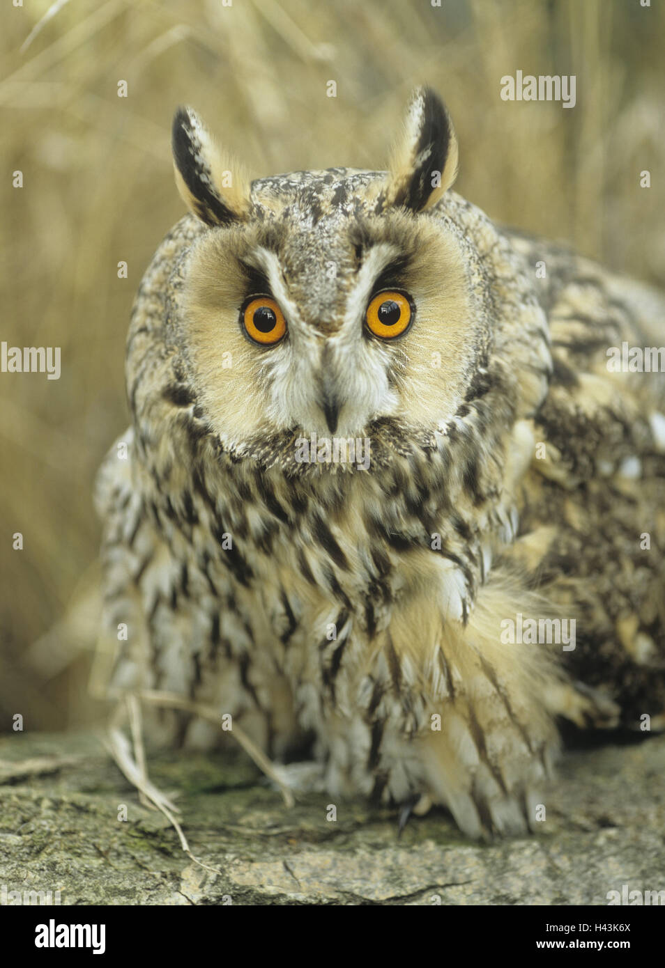 Long eared owl, Asio otus, sedersi, ritratto, Foto Stock