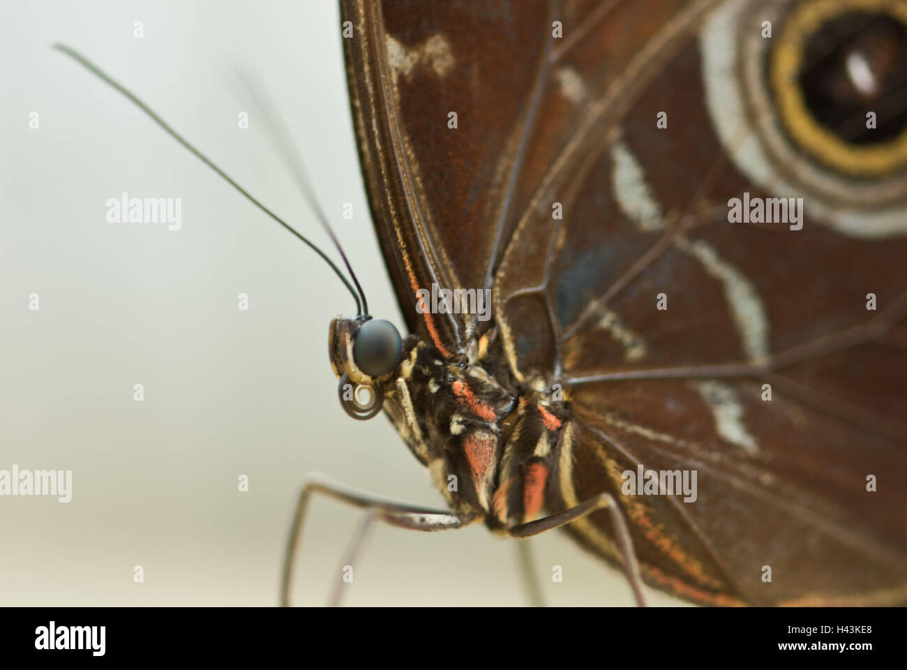 Butterfly, nucleo blu occhio, Minois dryas, dettaglio Foto Stock