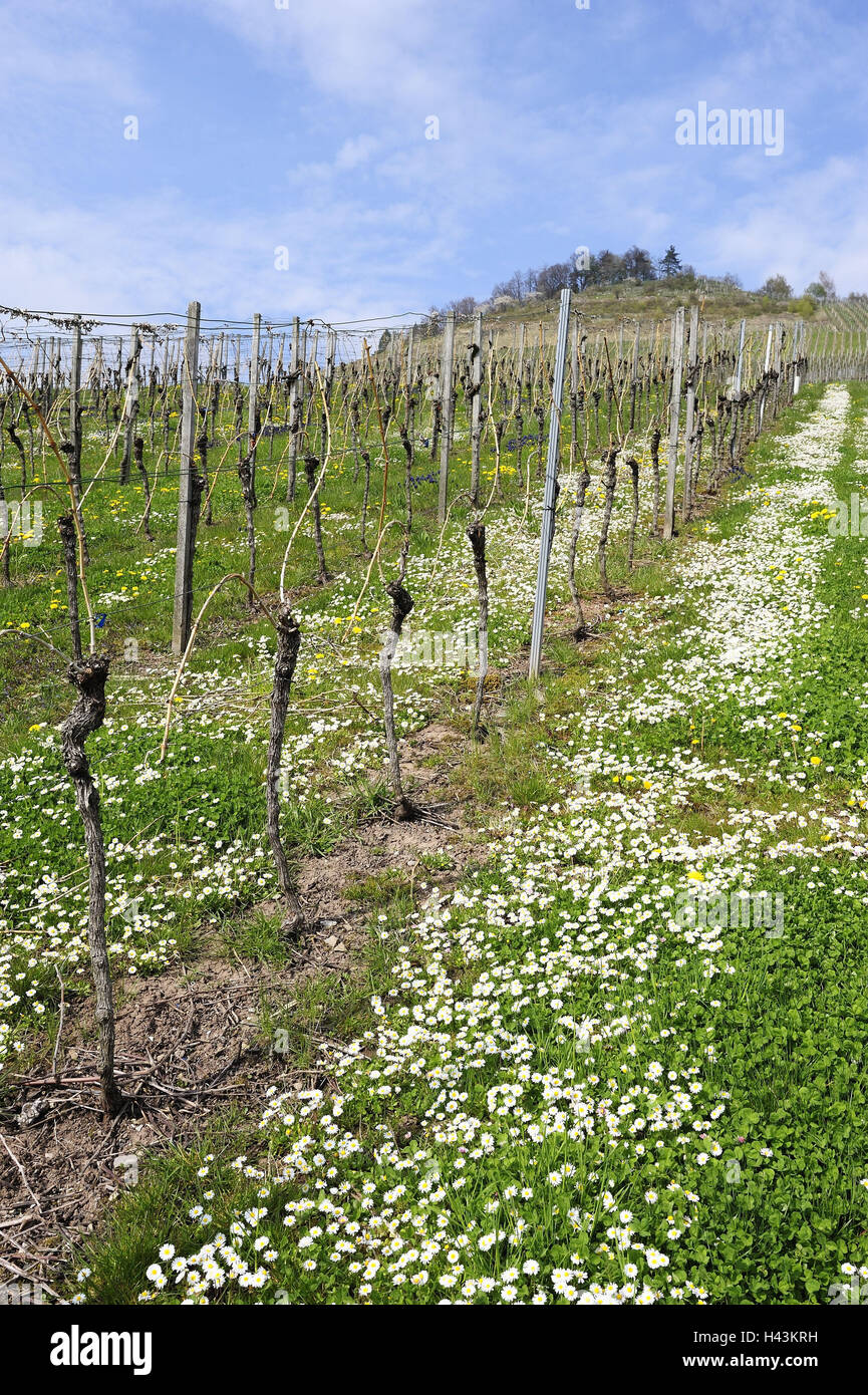 Vitigni nel vigneto con daisy, Bellis perennis, Foto Stock