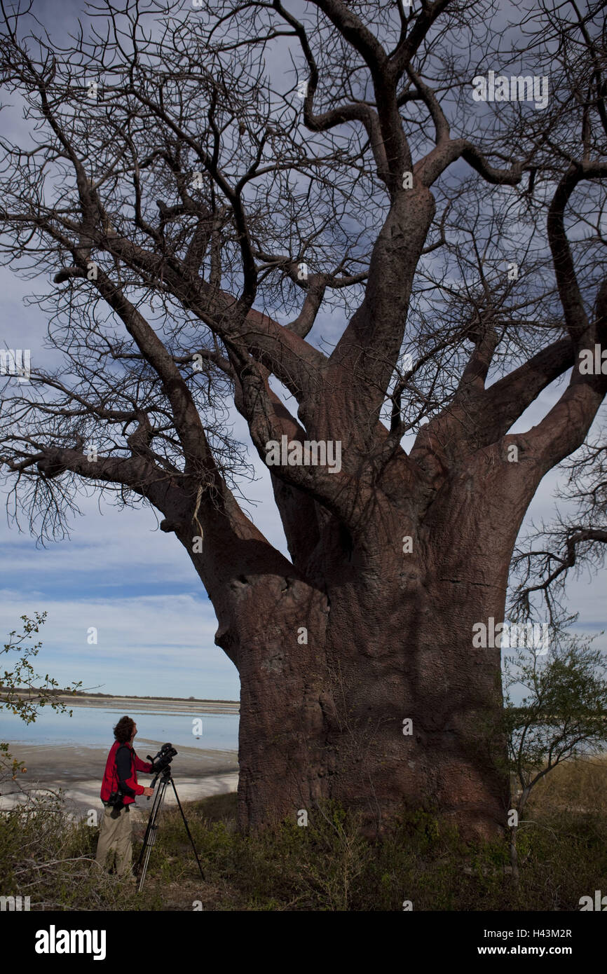 Africa, Botswana nord ovest distretto, Nxai-Pan national park, Baines-Baobab, fotografo, Foto Stock