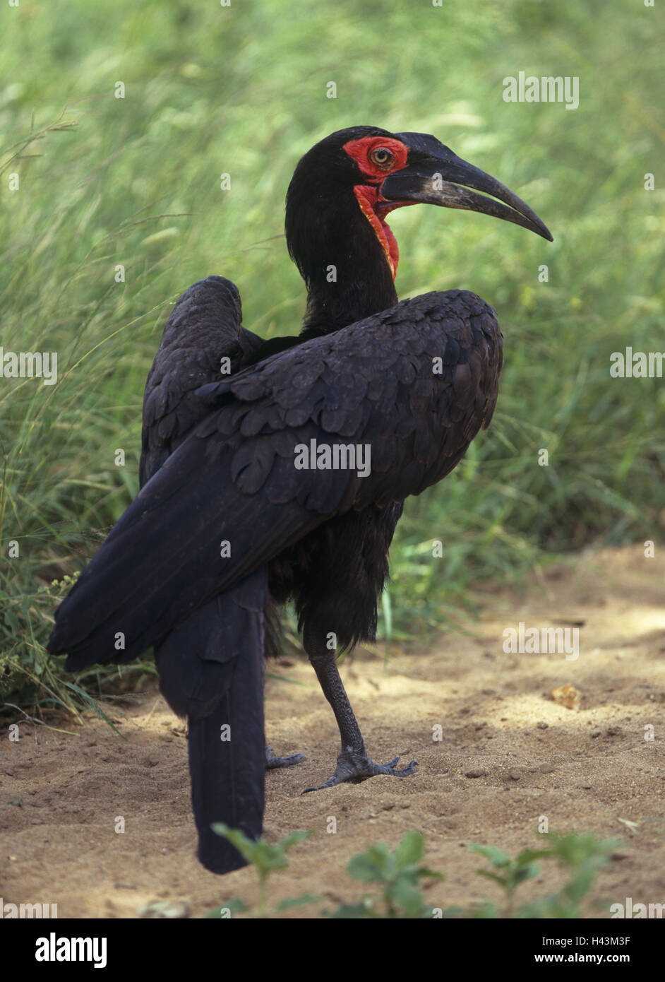 Kenya, avvisatore acustico raven, Bucorvus leadbeateri, vista posteriore, Africa, animale selvatico, il mondo animale, la fauna selvatica, animali, uccelli, Nashornvogel, rosso guancia horn raven, sud corno raven, prato, sabbia, terreno sabbioso, Foto Stock