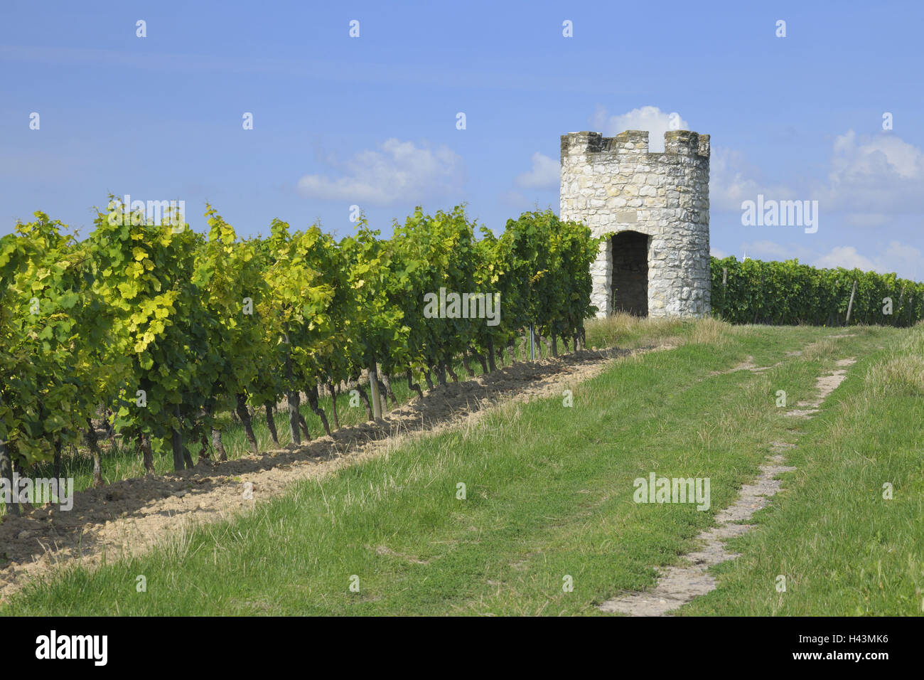 Germania, Rheinlandpfalz, vigneto, tower, piccole, estate, Foto Stock