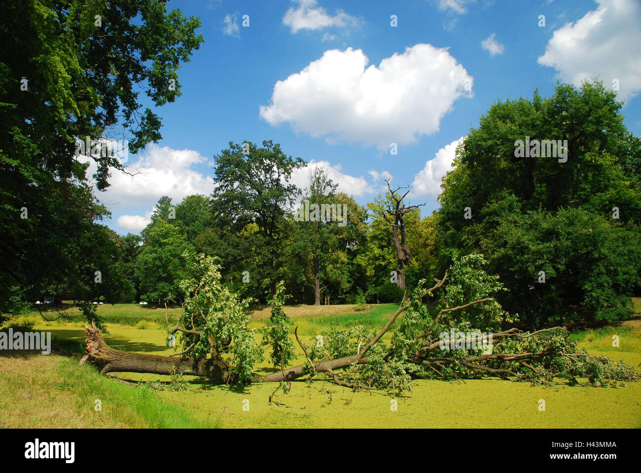 Germania, Sassonia-Anhalt, Dessau-Waldersee, parco, Luisium, Foto Stock