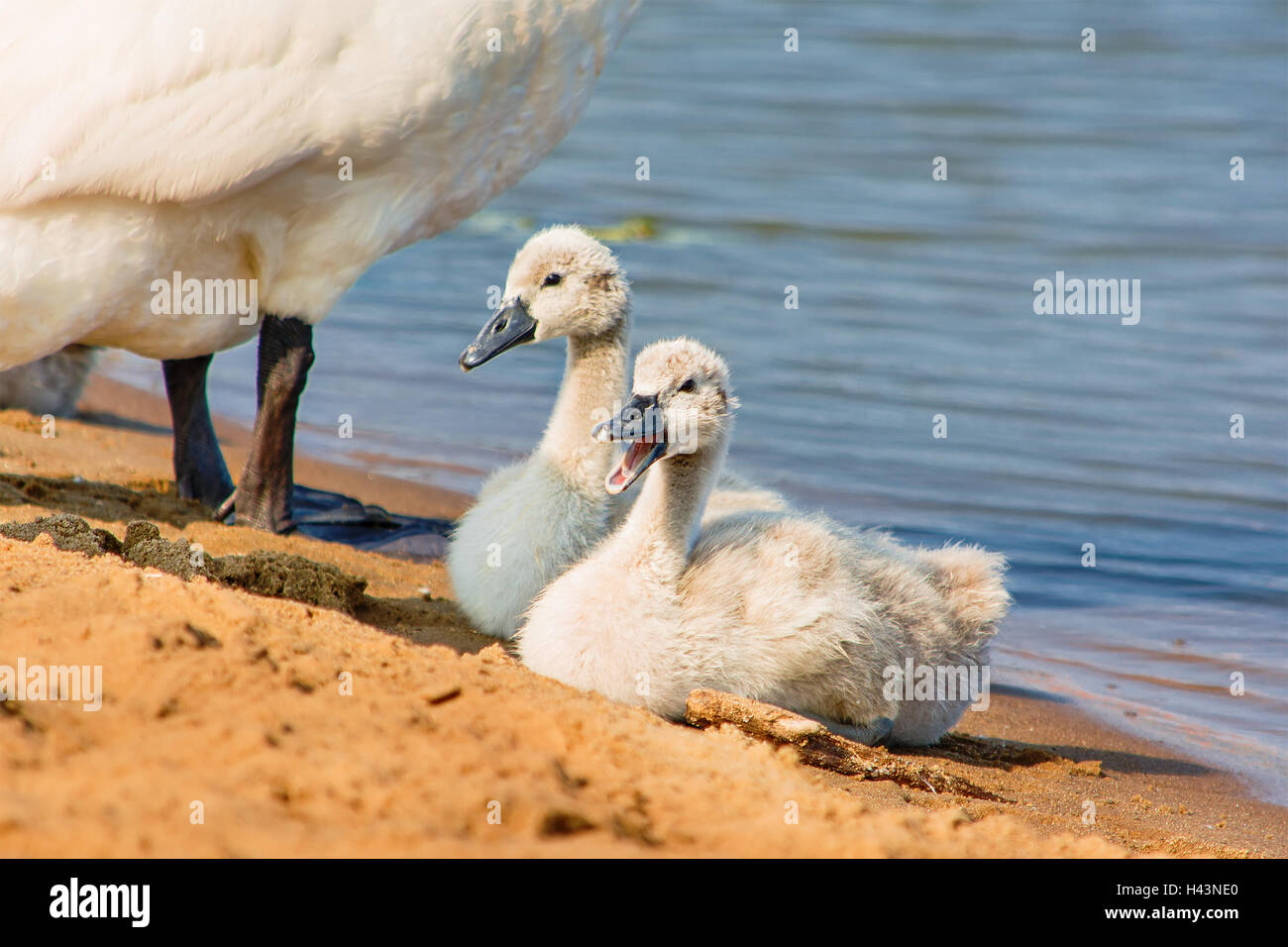 Due cygnets e una femmina di swan sulla spiaggia, Nida, Lituania Foto Stock