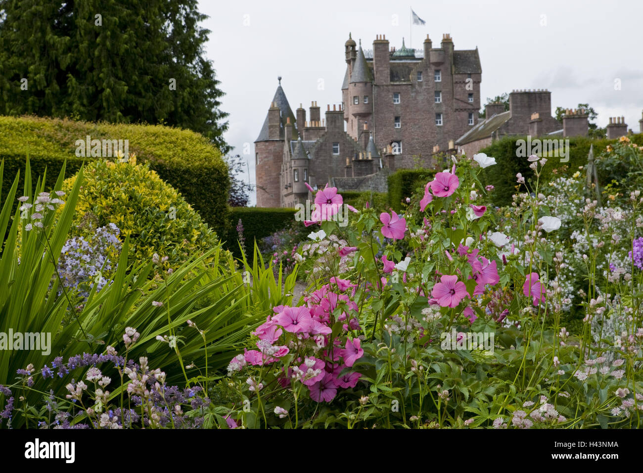 Gran Bretagna, Scozia, Angus, Glamis Castle, Italia giardino, le malve, Foto Stock