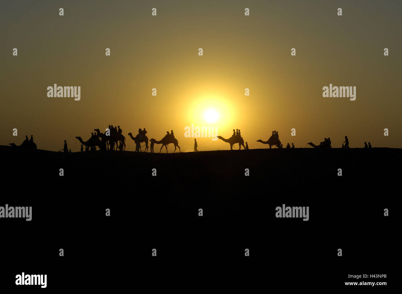 Deserto, cammelli, sanguina, silhouette, tramonto, Foto Stock